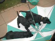 Dibs Henry & Devaki Balu erkunden den Regenschirm